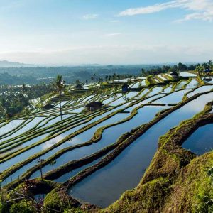 Jatiluwih Rice Terrace | Ubud VW Tour