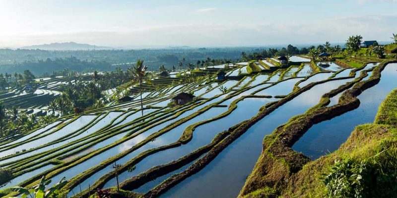Jatiluwih Rice Terrace | Ubud VW Tour